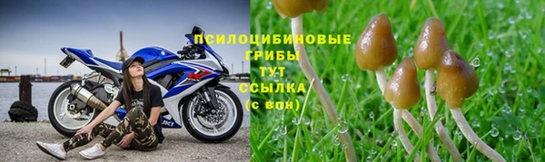 apvp Алзамай